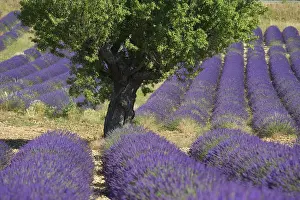 Katja Kreder Prints: Lavender near Banon, Provence, Provence-Alpes-Cote d Azur, France