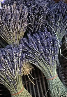 Lavander Collection: Lavender, Provence