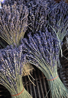 Lavander Prints: Lavender, Provence