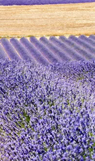 Images Dated 23rd November 2009: Lavender, Provence, France