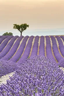 Lavender raws and tree at sunset. Plateau de Valensole, Alpes-de-Haute-Provence