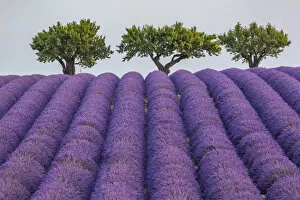 Lavender raws and trees. Plateau de Valensole, Alpes-de-Haute-Provence