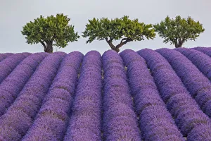 Lavender raws and trees. Plateau de Valensole, Alpes-de-Haute-Provence Lavender raws and trees. Plateau de Valensole, Alpes-de-Haute-Provence