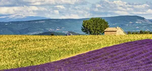 Sun Flower Gallery: Lavender & Sunflower Fields, Provence, France