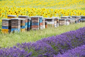 Agricultural Prints: Lavender and sunflowers, Valensole Plateau, Provence, France