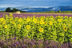 Sun Flower Gallery: Lavender and Sunflowers, Valensole, Provence, France
