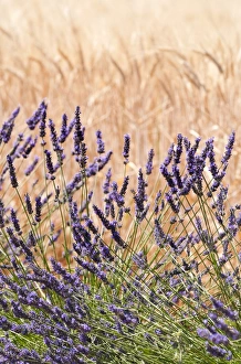 Lavendar Prints: Lavender and wheat, Provence, France