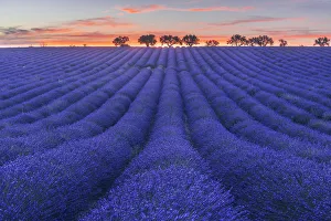 Cote Prints: Lavenders fields at sunset near Valensole, Provence, France