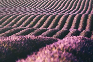 Lavenders fields at sunset near Valensole, Provence, France