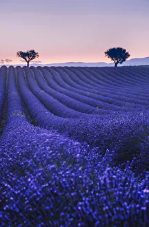 Cote Prints: Lavenders fields at twilight near Valensole, Provence, France