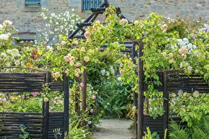 Rose Garden Prints: Le Jardin du Prieure Locmaria, Quimper, Finistere, Brittany, France