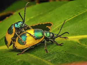 Rain Forest Prints: Leaf Beetle (Monocesta ducalis), Turrialba, Cartago, Costa Rica