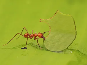 Biodiversity Prints: Leafcutter Ant, Turrialba, Costa Rica