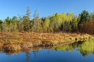 Natural Arch Prints: Leatherleaf marsh in early spring, Greater Sudbury, Ontario, Canada