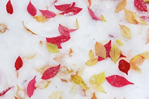 Winnipeg Prints: Leaves of burubg bush in first snow. Winnipeg, Manitoba, Canada