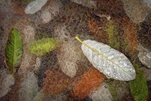 Leaf Prints: Leaves in frozen pond, Revelstoke, British Columbia, Canada