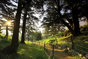 Lebanon, Kadisha Valley, Bcharre, Cedar Forest