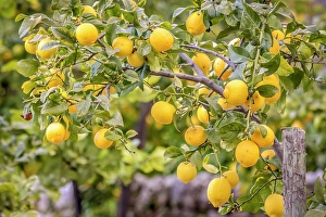 Lemon tree in the mountain village of Deia in the Serra de Tramuntana, Mallorca, Balearic Islands, Spain