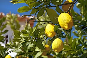 Lemons on a tree, Alentejo, Portugal