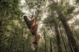 Madagascar Prints: Lemur sifaka diadema (Propithecus diadema) in Andasibe Mantadia National Park, Madagascar