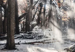 Latin Prints: Lengas forest with melting snow in autumn, Los Glaciares National Park, Patagonia
