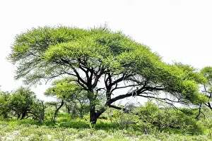 Images Dated 13th April 2023: Leopard in Acacia Tree, Kalahari Desert, Botswana