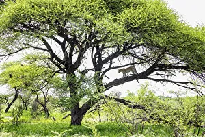 Images Dated 13th April 2023: Leopard in Acacia Tree, Kalahari Desert, Botswana