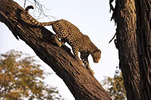 Leopard climbing a tree, Okavango Delta, Botswana