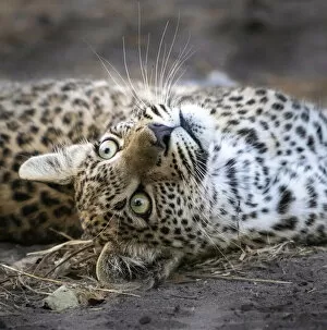 Okavango Delta Collection: Leopard cub, Okavango Delta, Botswana