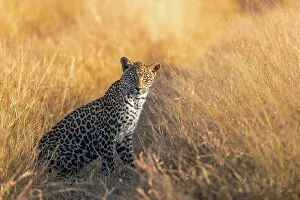 Images Dated 11th July 2022: Leopard cub, Okavango Delta, Botswana