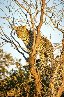 Leopard cub in tree, Okavango Delta, Botswana