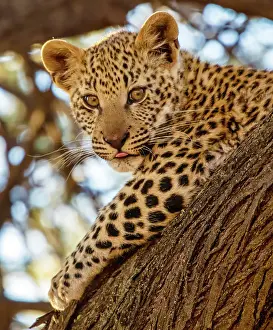 Leopard cub in a tree, Okonjima Nature Reserve, Namibia