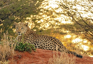 Kunene Region Prints: Leopard female relaxing after feeding, Okonjima Nature Reserve, Namibia