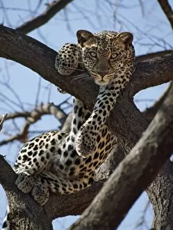 Relax Gallery: A leopard gazes intently from a comfortable perch in a tree in Samburu National Reserve