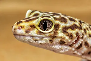 Lizards Prints: Leopard Gecko (Eublepharis macularius) - captive, Ontario, Canada