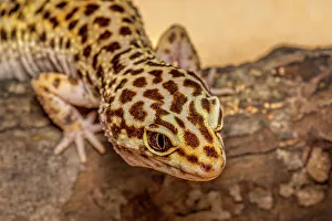 Lizards Prints: Leopard Gecko (Eublepharis macularius) - captive, Ontario, Canada