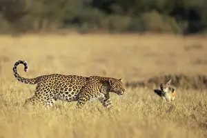 Leopard Prints: Leopard being harrassed by a Jackal, Okavango Delta, Botswana