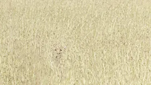 Maasaimara Prints: Leopard hiding in the high grass, Maasai Mara, Kenya