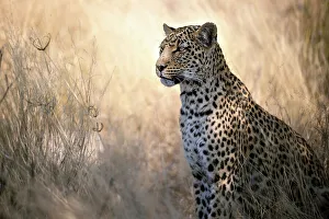 Leopard, Kalahari Desert, Botswana