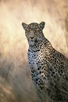 Leopard, Kalahari Desert, Botswana
