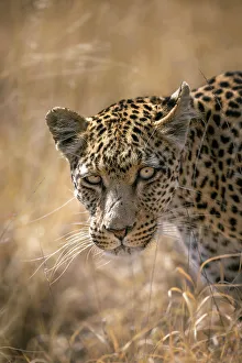 Leopard, Kalahari Desert, Botswana