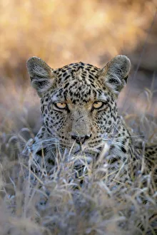 Leopard, Kalahari Desert, Botswana