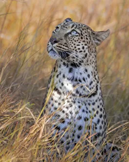 African Wildlife Gallery: Leopard, Khwai River, Okavango Delta, Botswana