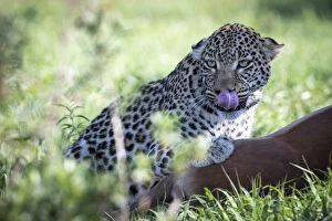Images Dated 17th June 2020: Leopard with kill, Moremi Game Reserve, Okavango Delta, Botswana