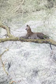 African Wildlife Collection: Leopard in Lake Nakuru National Park, Kenya