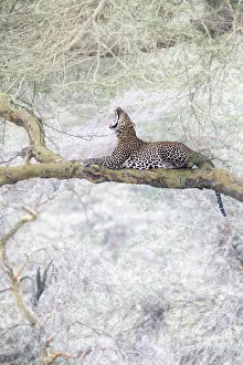 Big Cat Gallery: Leopard in Lake Nakuru National Park, Kenya