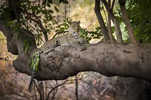 Leopard lying on tree branch, South Luangwa National Park, Zambia