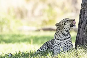 Images Dated 17th June 2020: Leopard, Moremi Game Reserve, Okavango Delta, Botswana