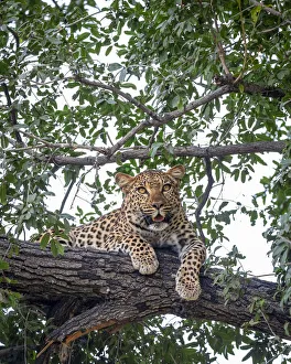Images Dated 17th June 2021: Leopard, Moremi Game Reserve, Okavango Delta, Botswana