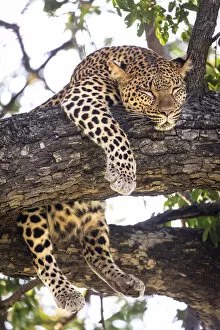 Images Dated 17th June 2021: Leopard, Moremi Game Reserve, Okavango Delta, Botswana